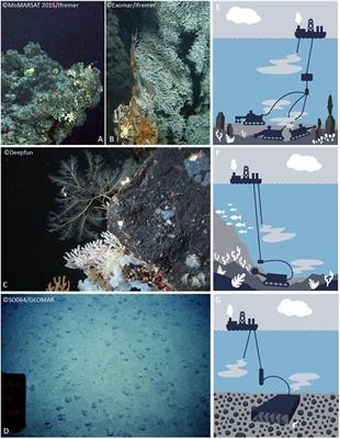 Potential Mitigation and Restoration Actions in Ecosystems Impacted by Seabed Mining